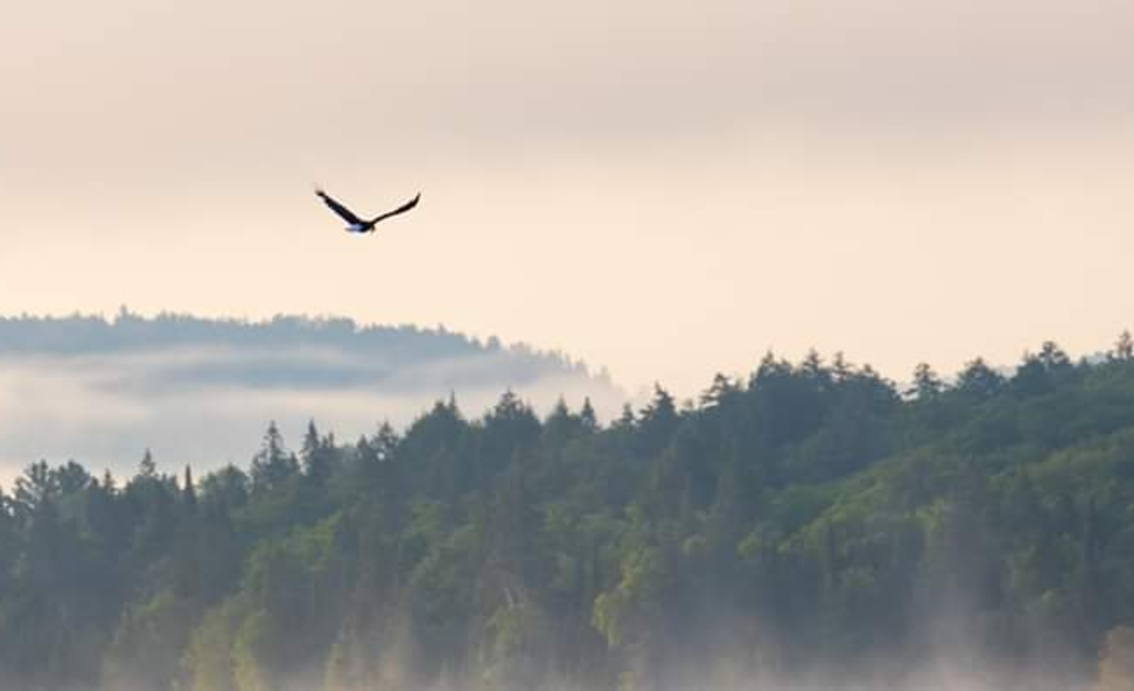 Misty Algonquin Morning