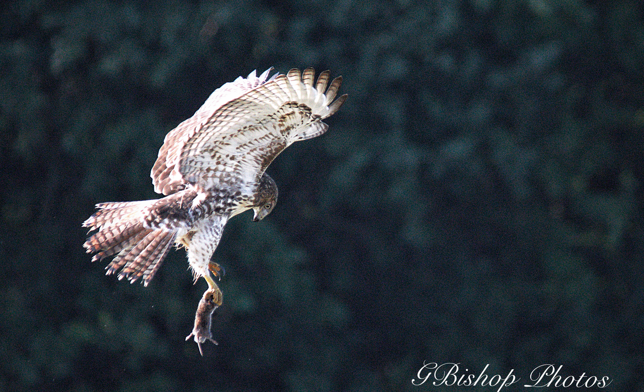RedTail with lunch