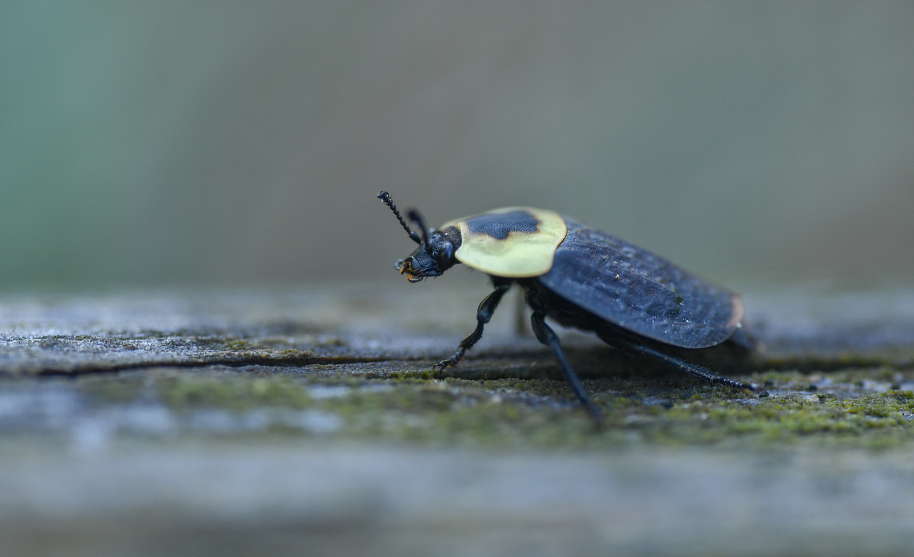 Carrion Beetle