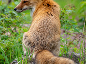 Red fox