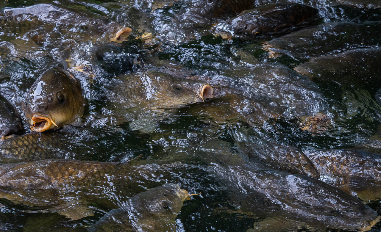 Hungry Carp