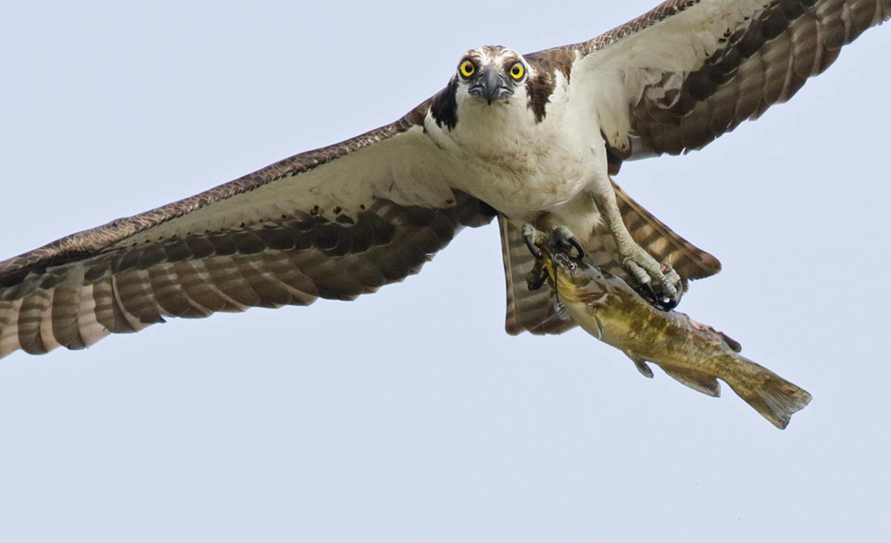 Close Encounter