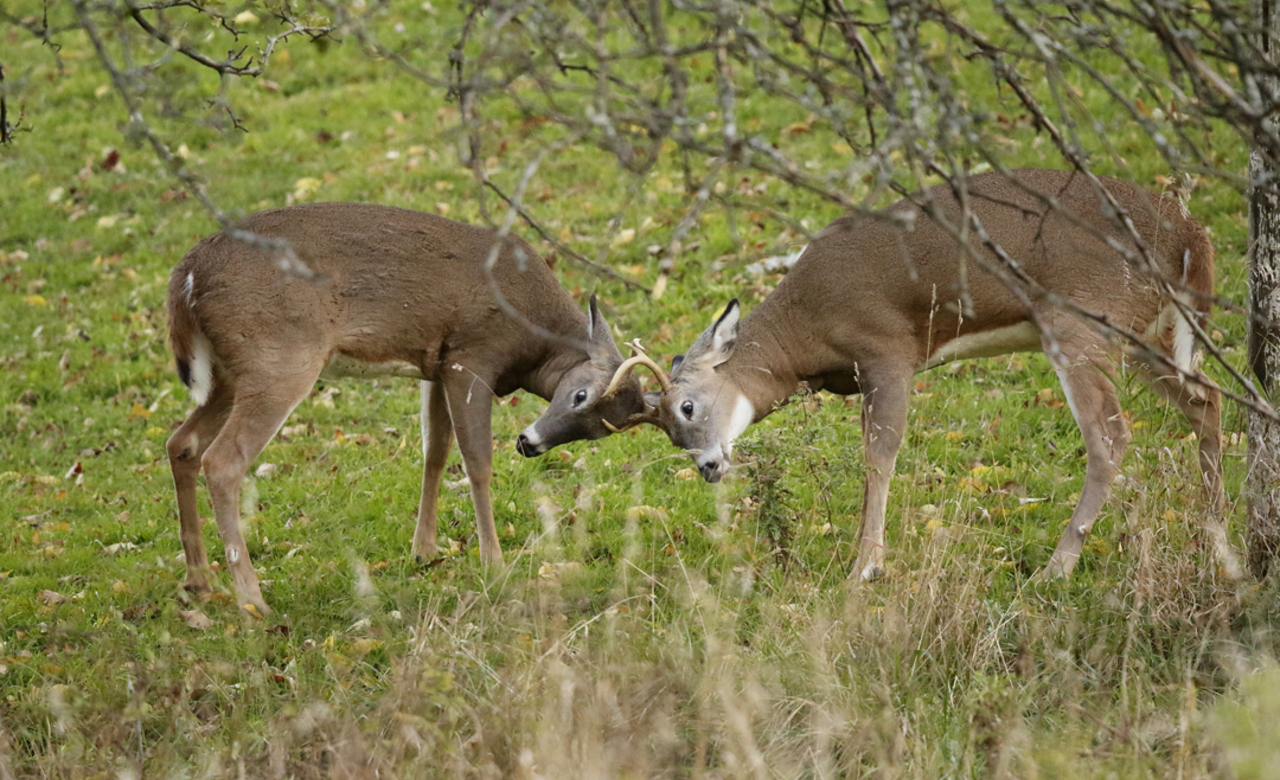 Battling Bucks