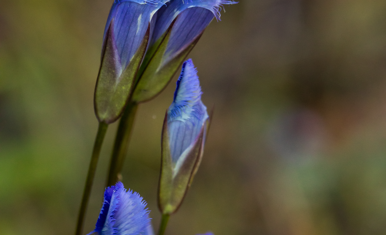 Fringed Gentian