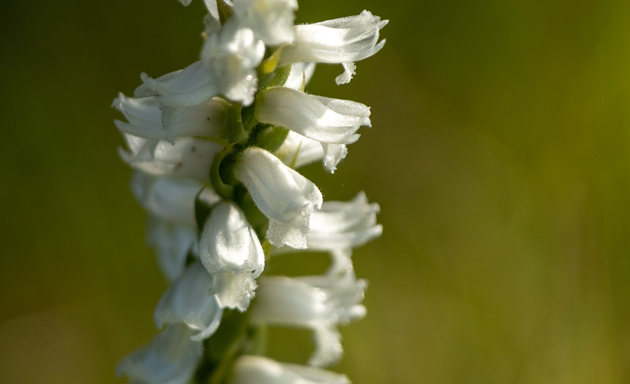 Nodding ladies tresses orchid