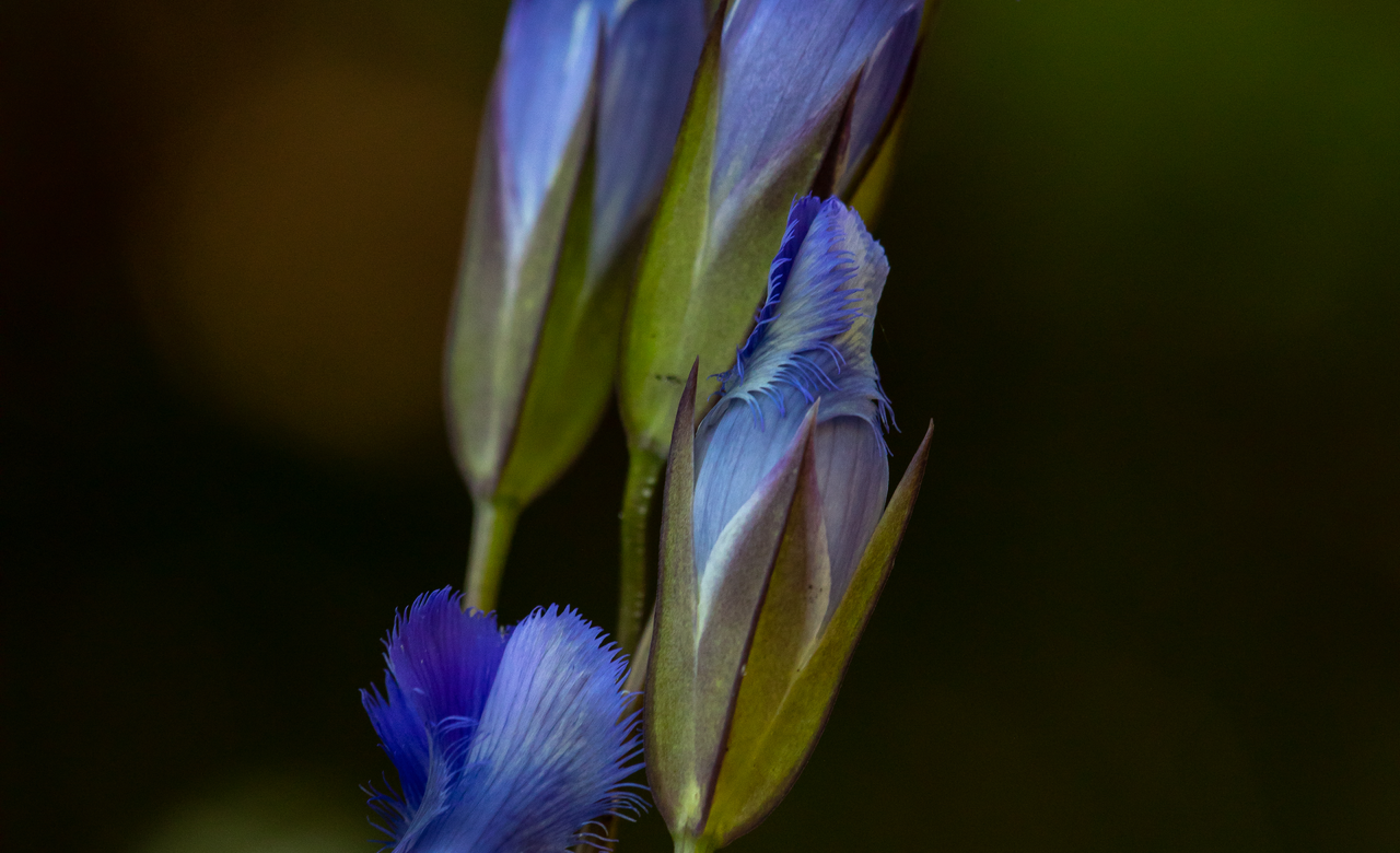 Fringed Gentian
