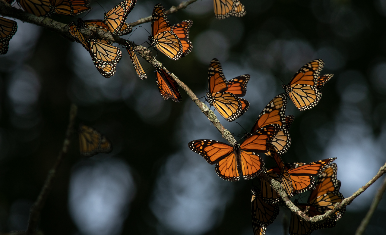 Monarchs Gathering