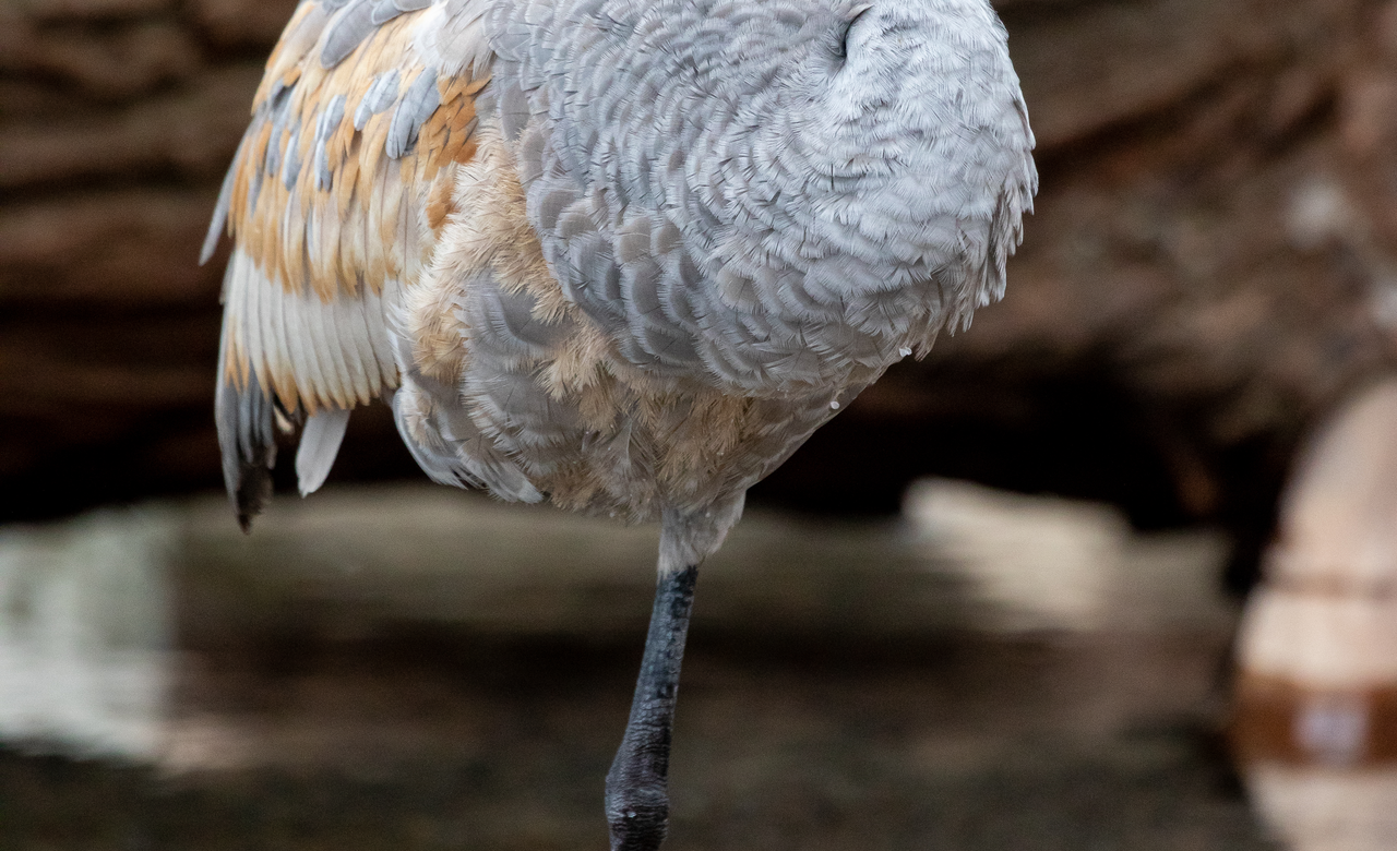Juvenile Sandhill Crane