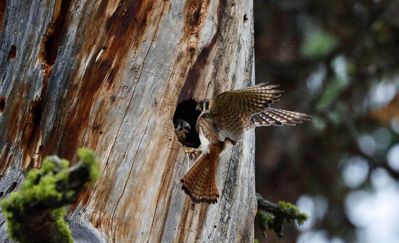 Morning feeding.