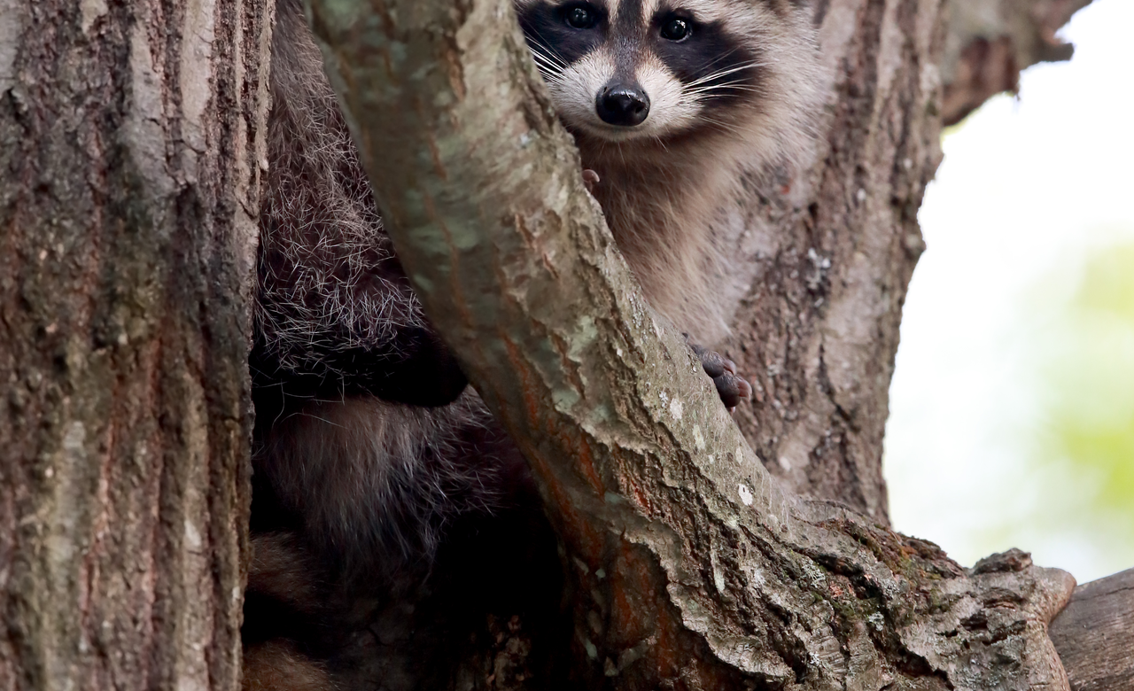 Bandit