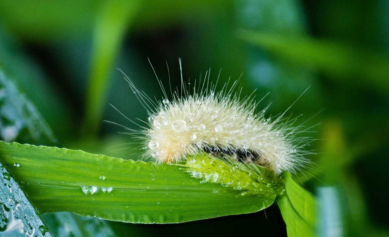 Caterpillar