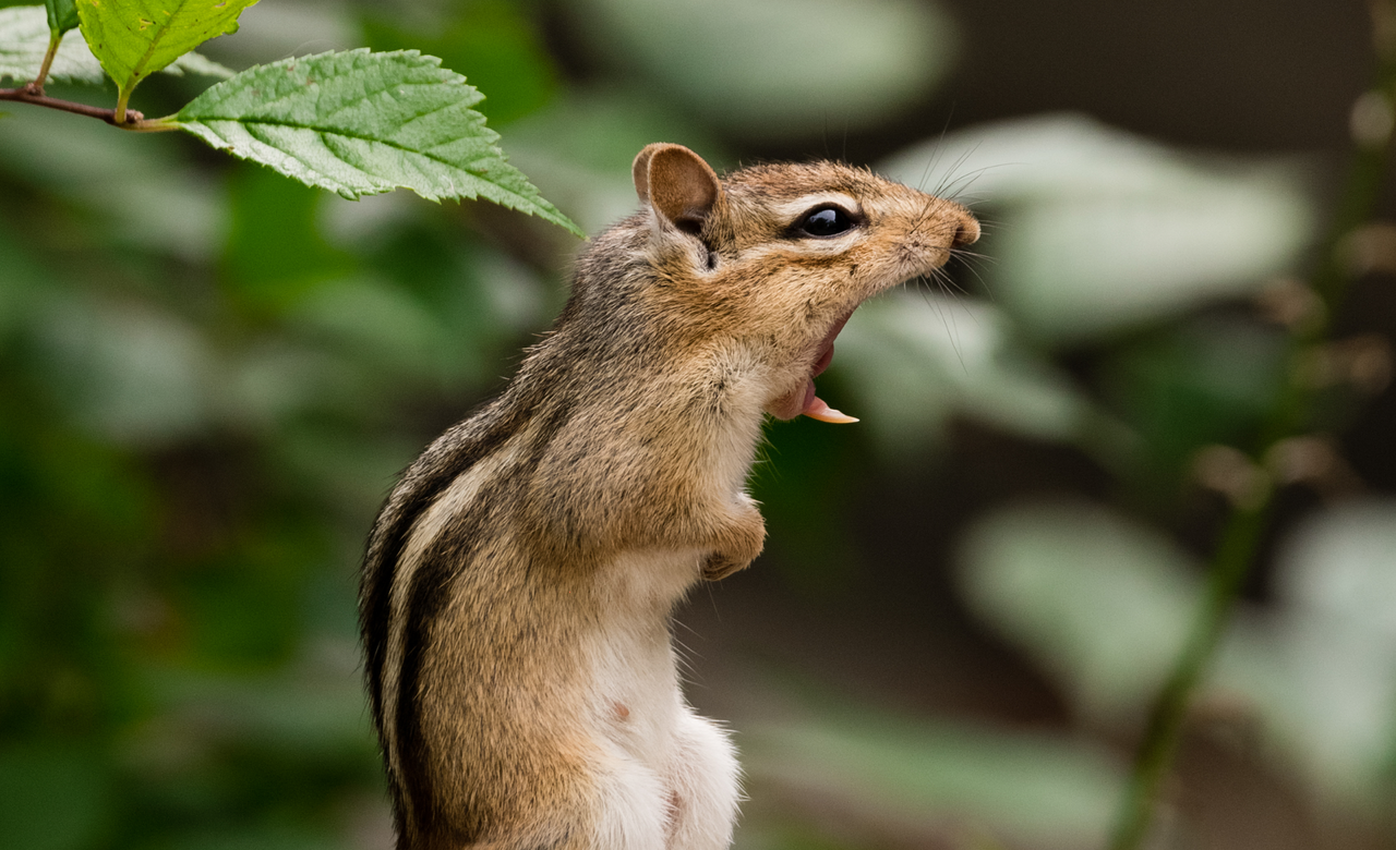 The Yawn