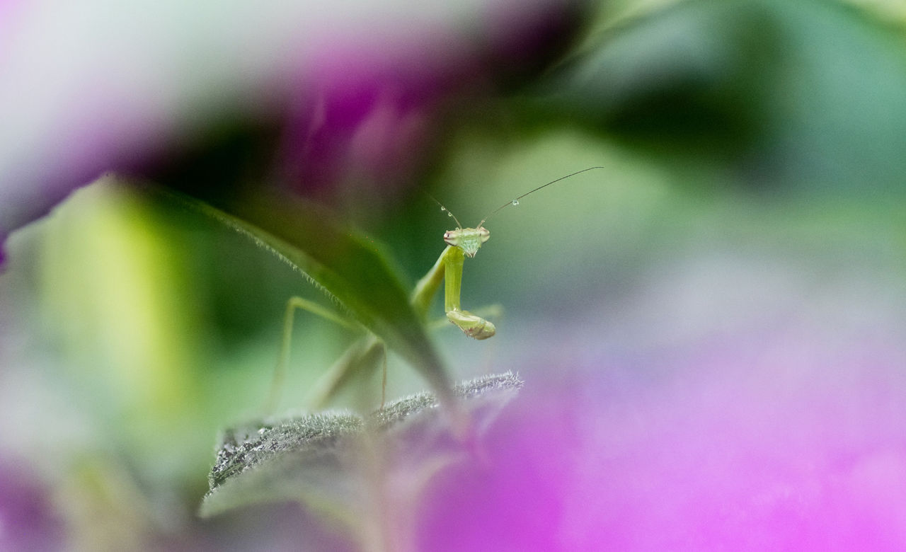 Mantis After a Shower