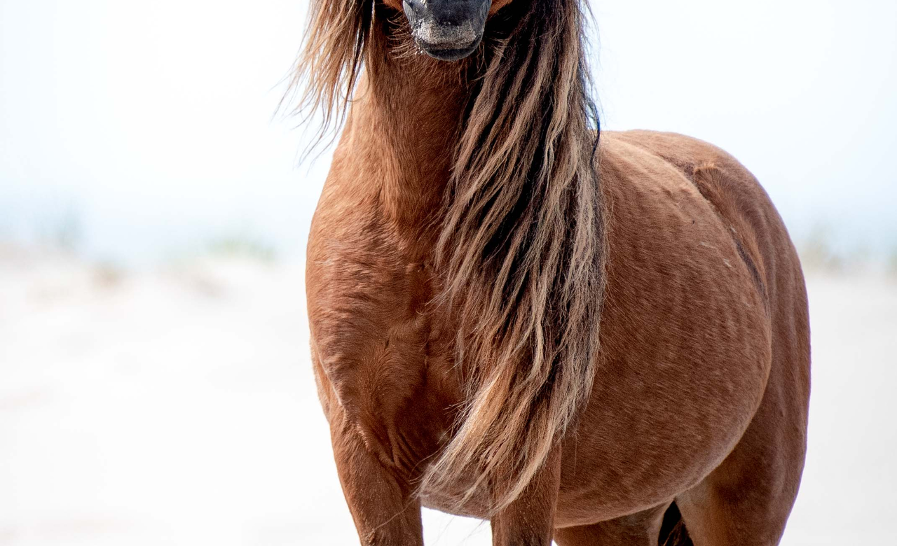 Stunning Wild Stallion on Sable Island 