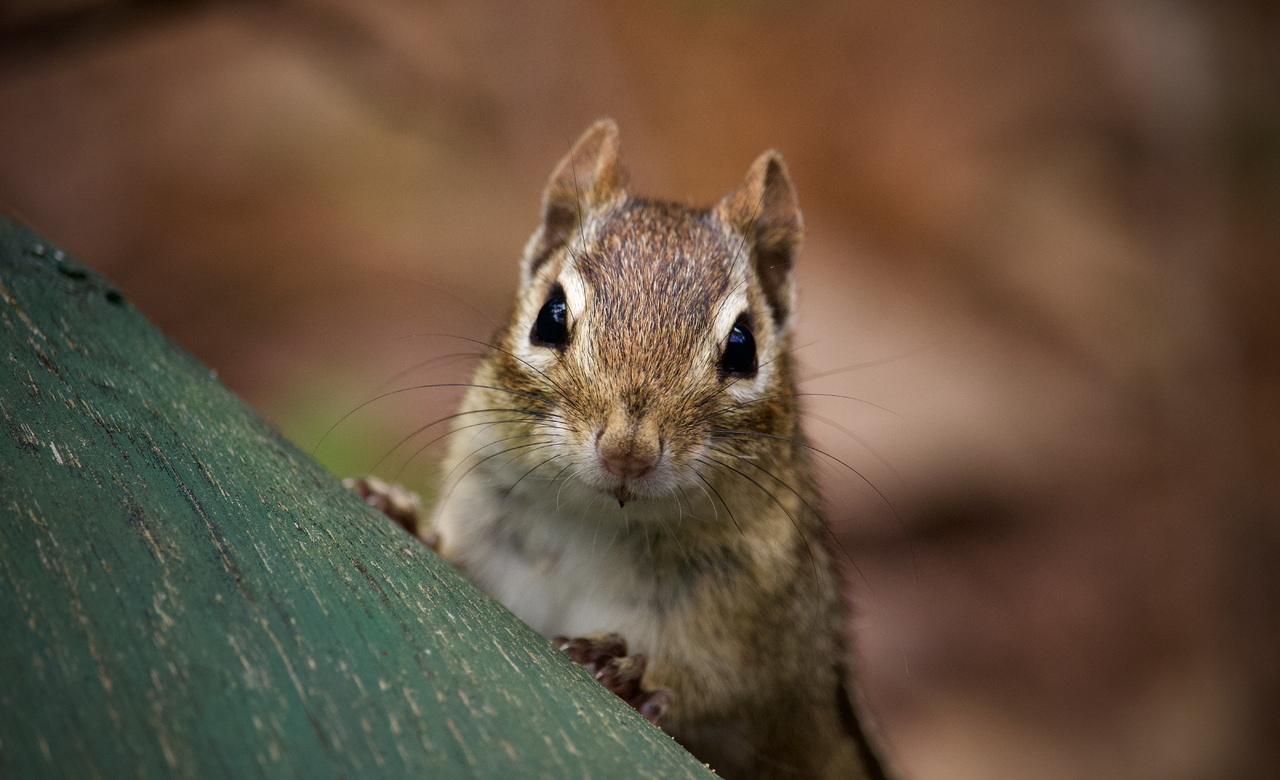 Chipmunk Up Close
