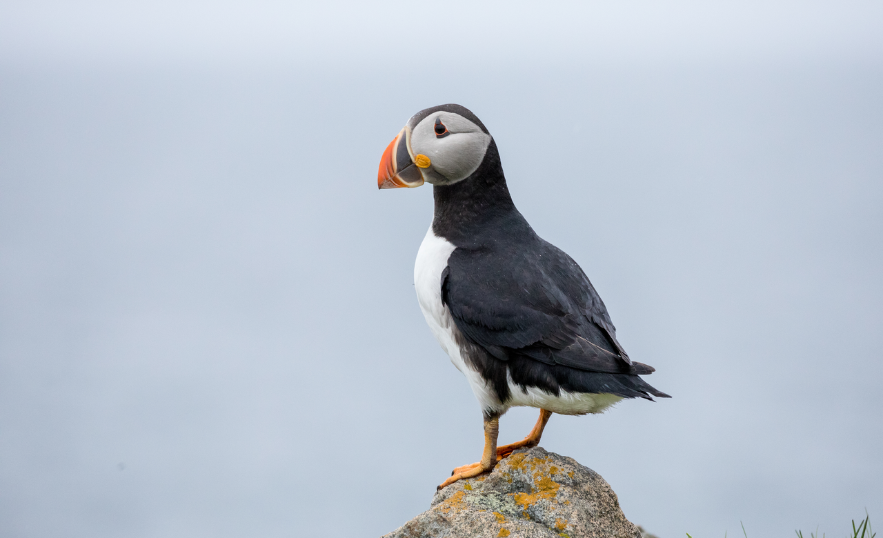 Puffin on the Rock