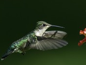 Ruby Throated Hummingbird Feeding