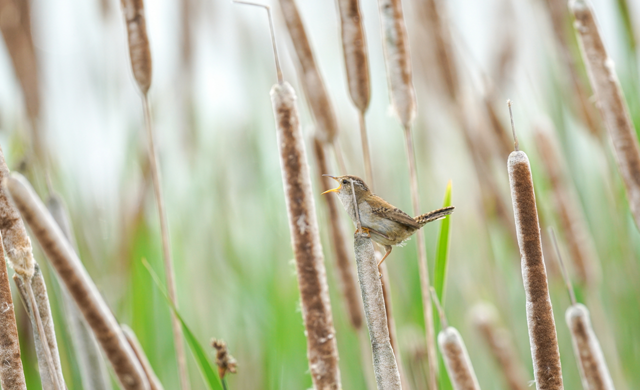 Reed Wren 