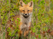 Red fox kit