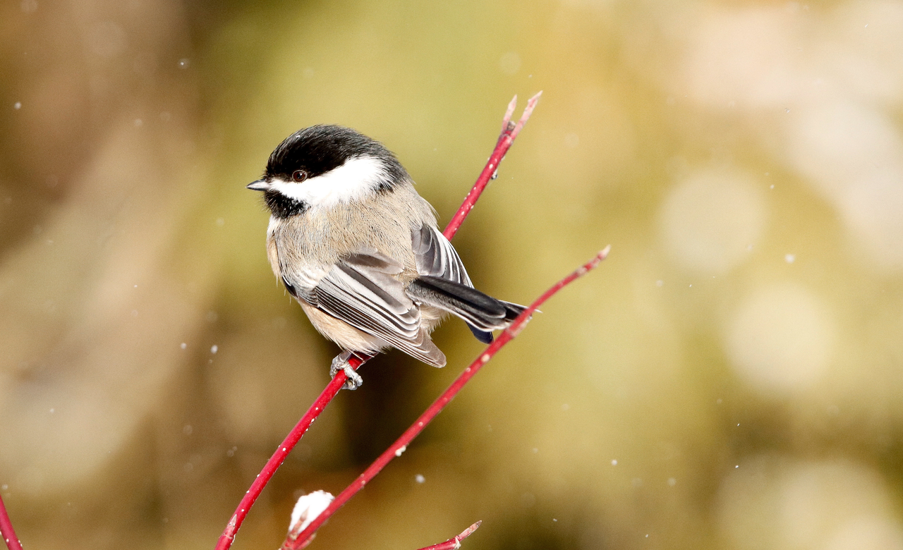 Black -capped Chickadee