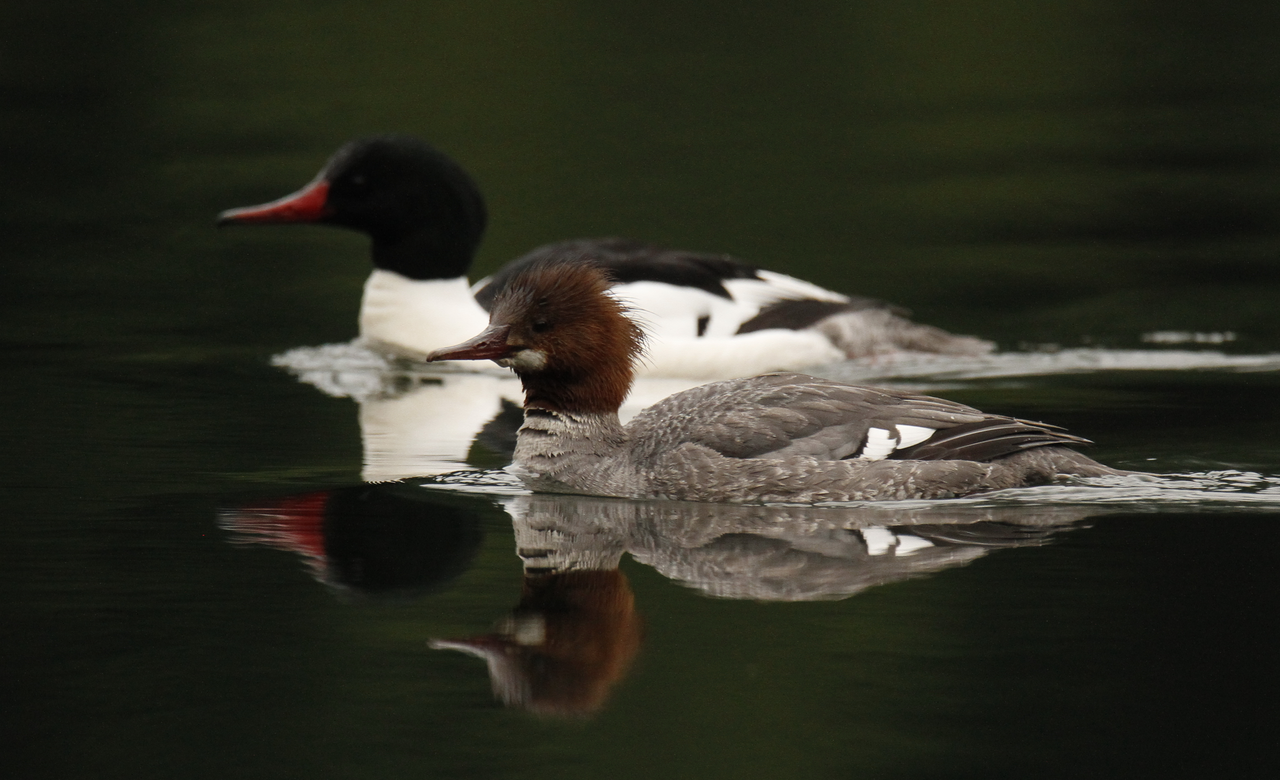Merganser Pair