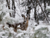 Snow Covered Doe