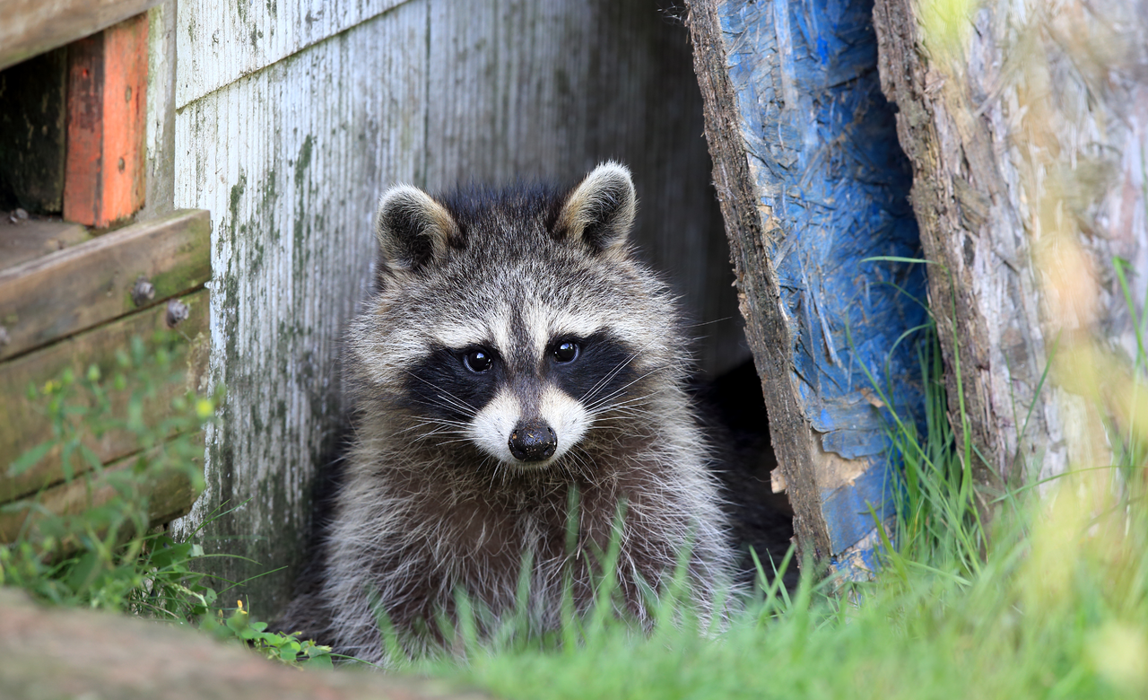 Bandit