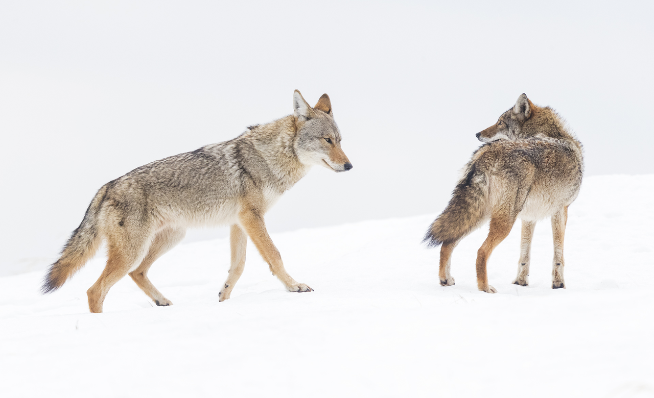 Coyotes