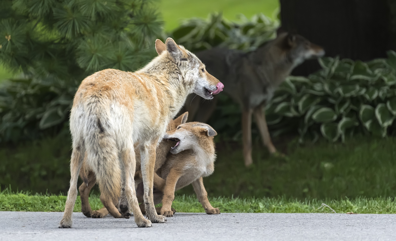 Coyotes