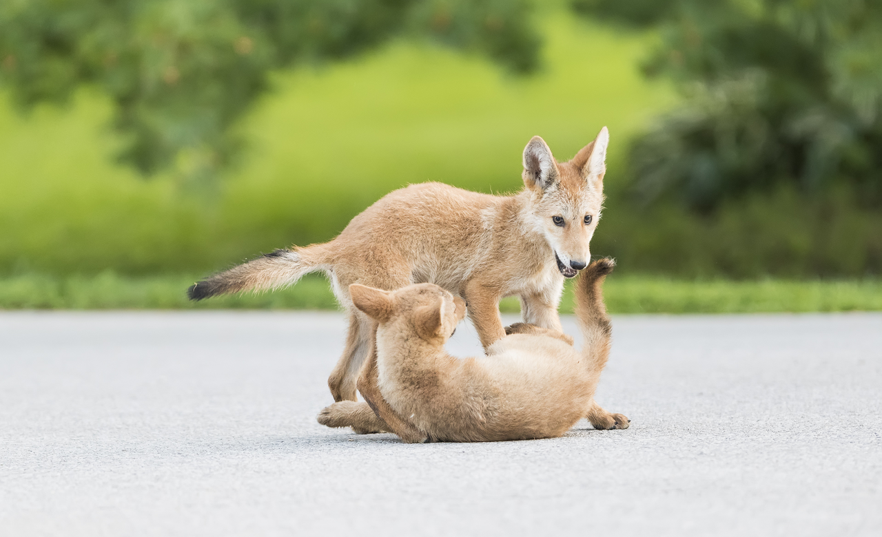 Coyotes