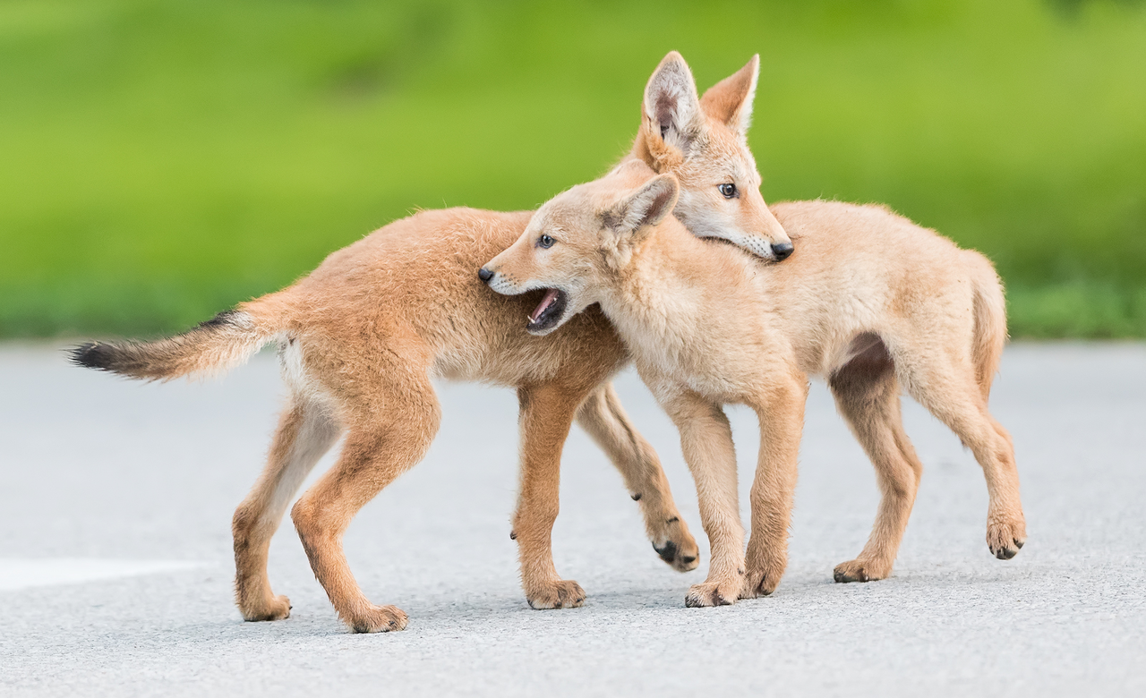 Coyotes