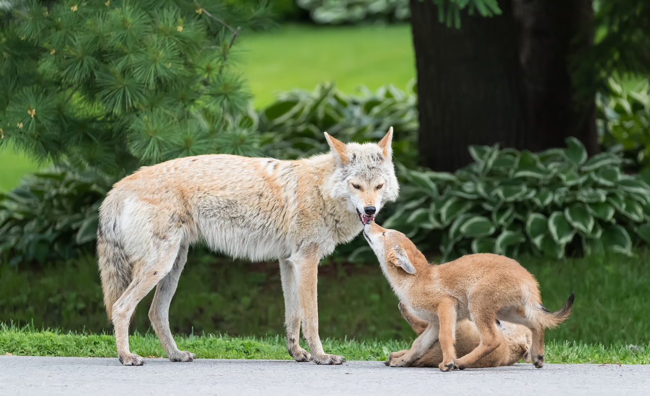 Coyotes