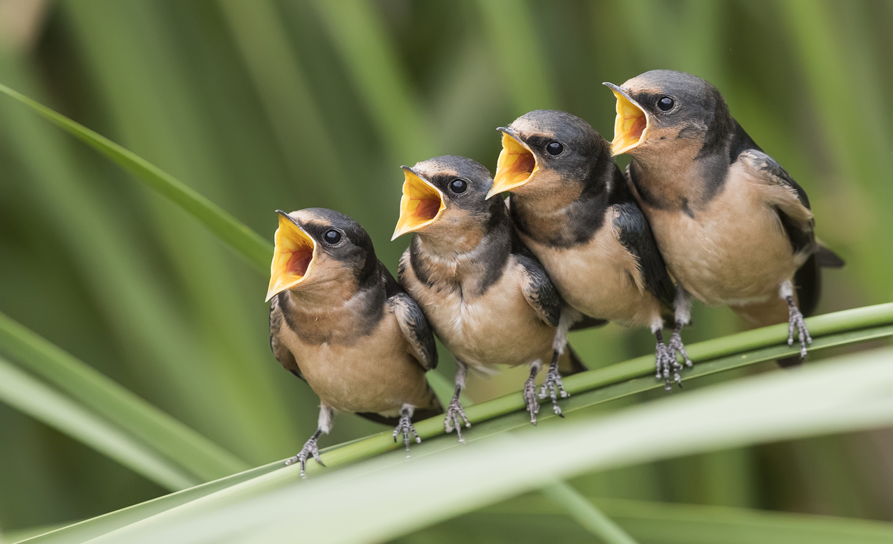 Barn Swallows