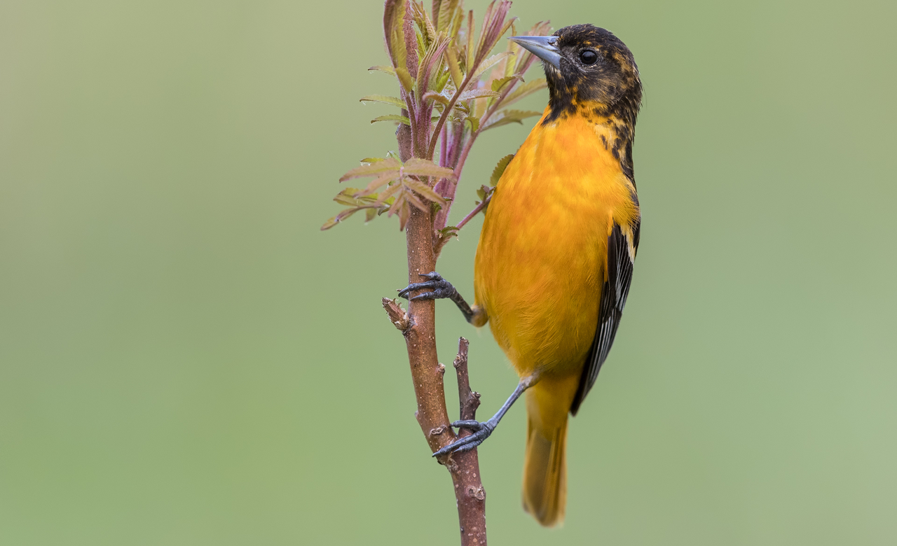 Baltimore Oriole