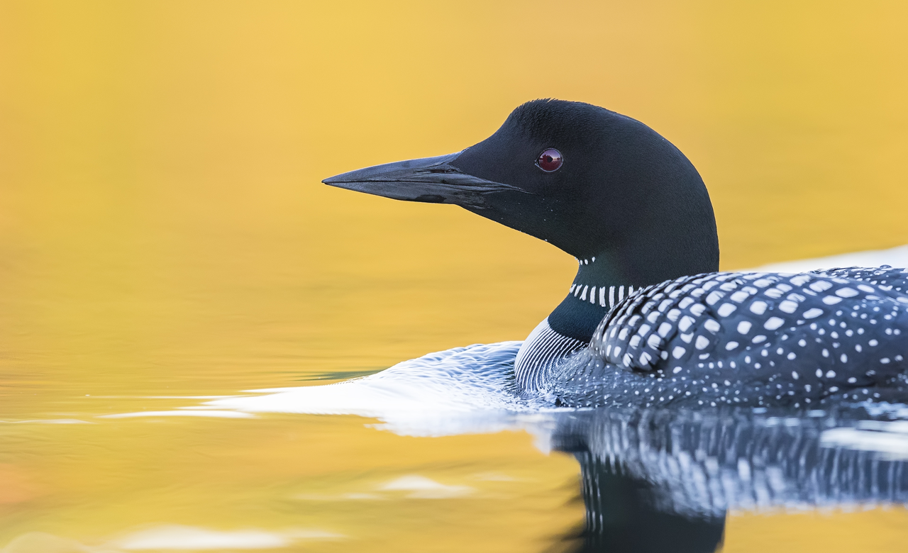 Common Loon