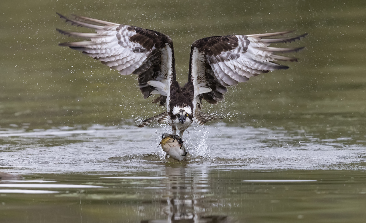 Osprey