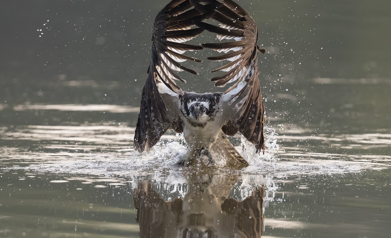Osprey