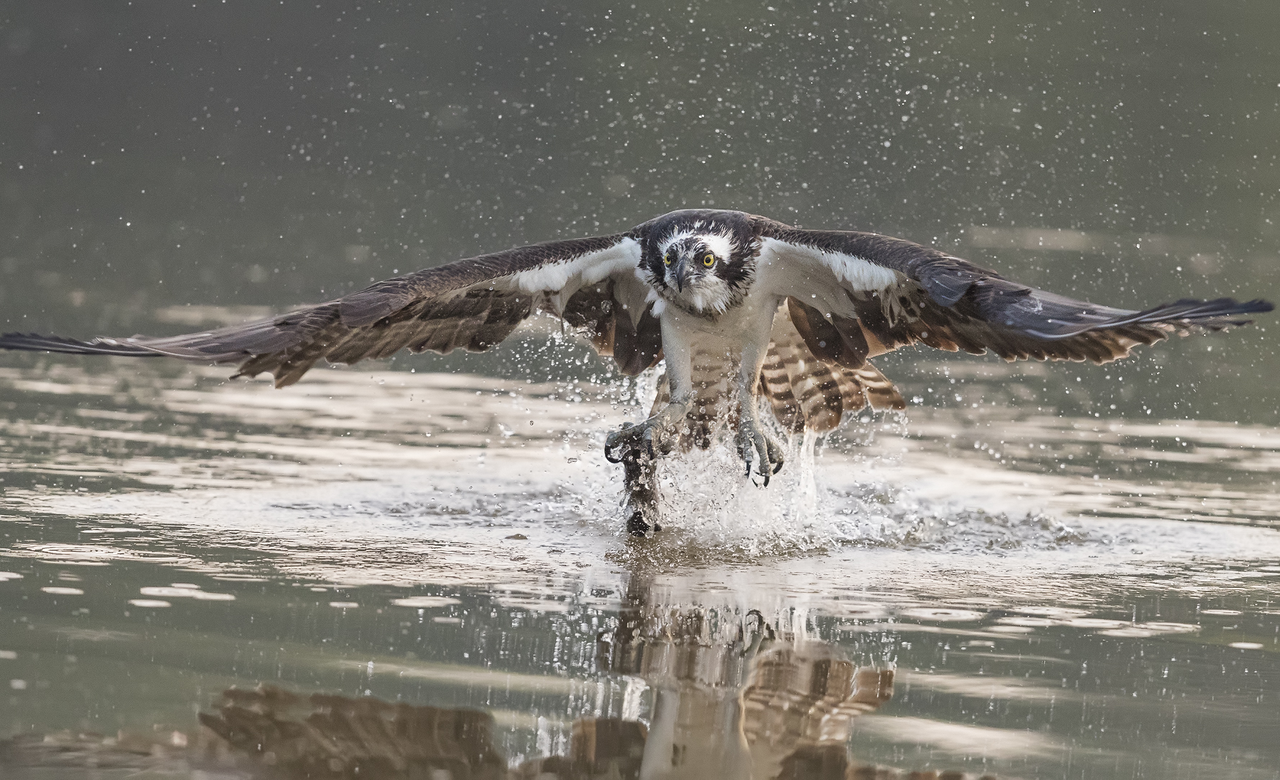 Osprey