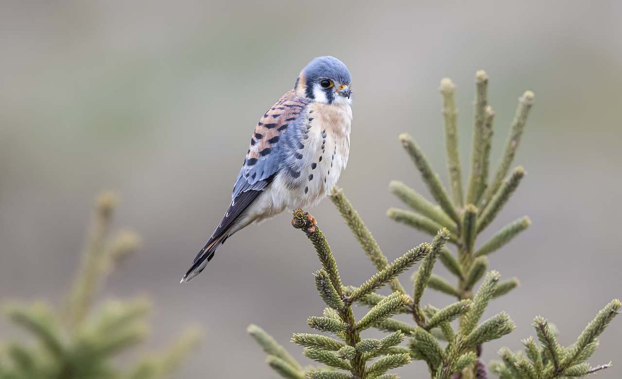 American Kestrel