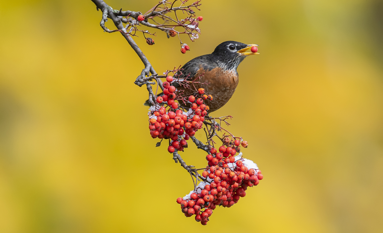 American Robin