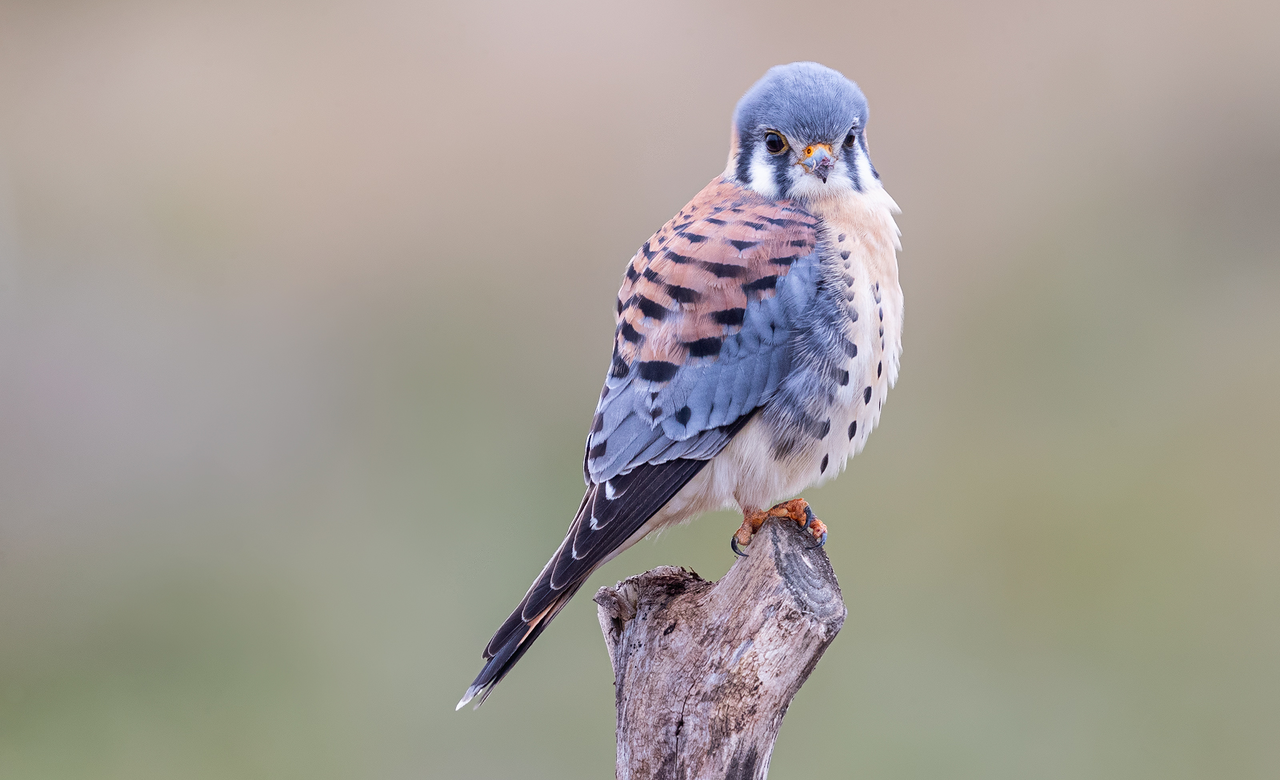 American Kestrel