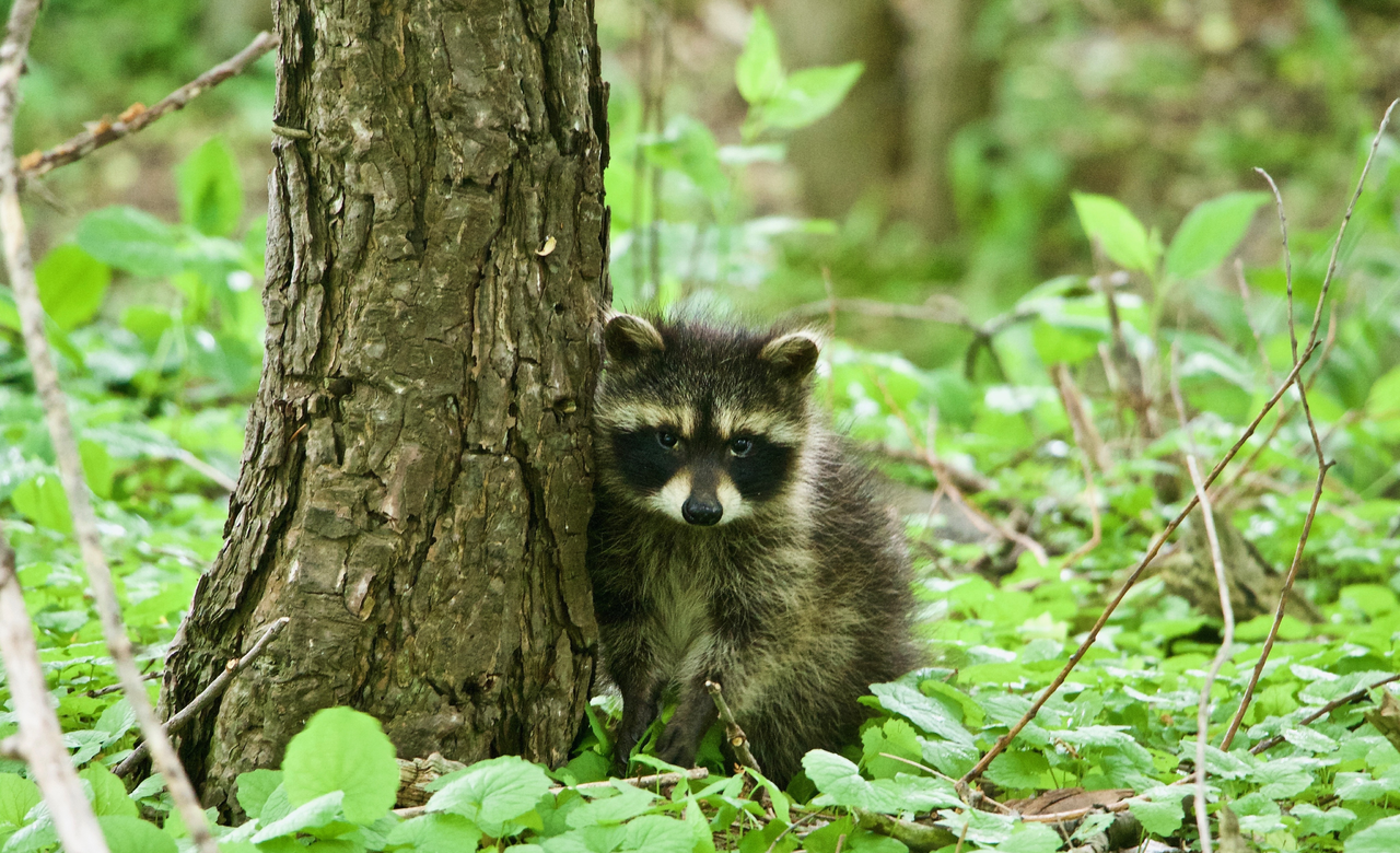 Hide and Seek 