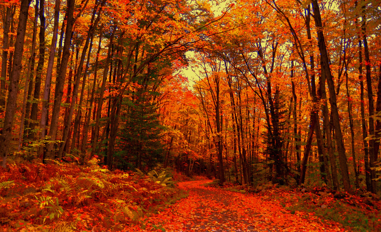 Autumn In Algonquin Park