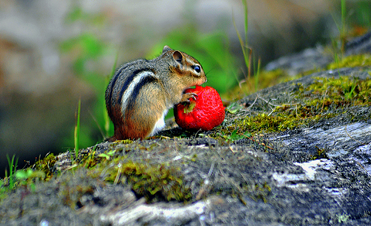 Chip Monk & The Strawberry