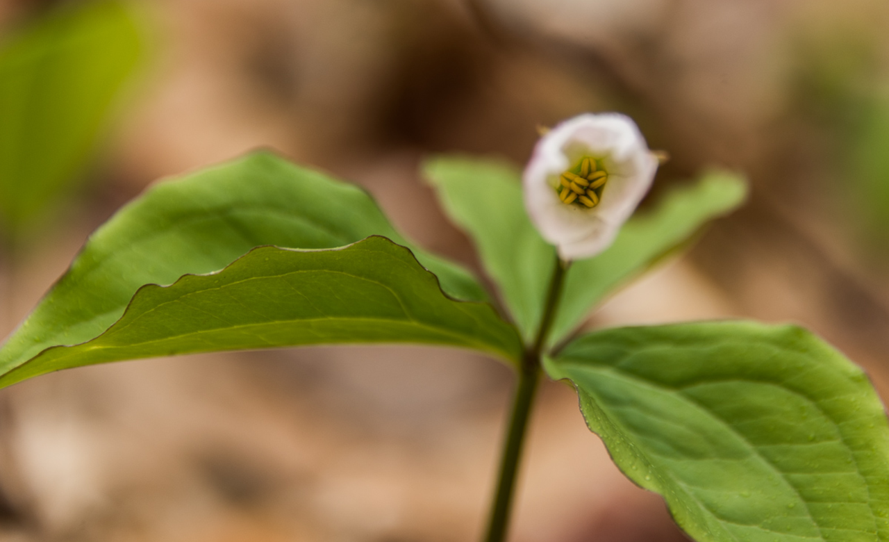 Trillium