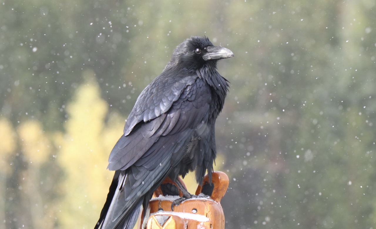 The Raven