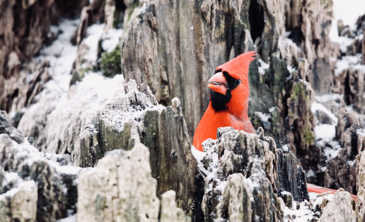 Northern Cardinal