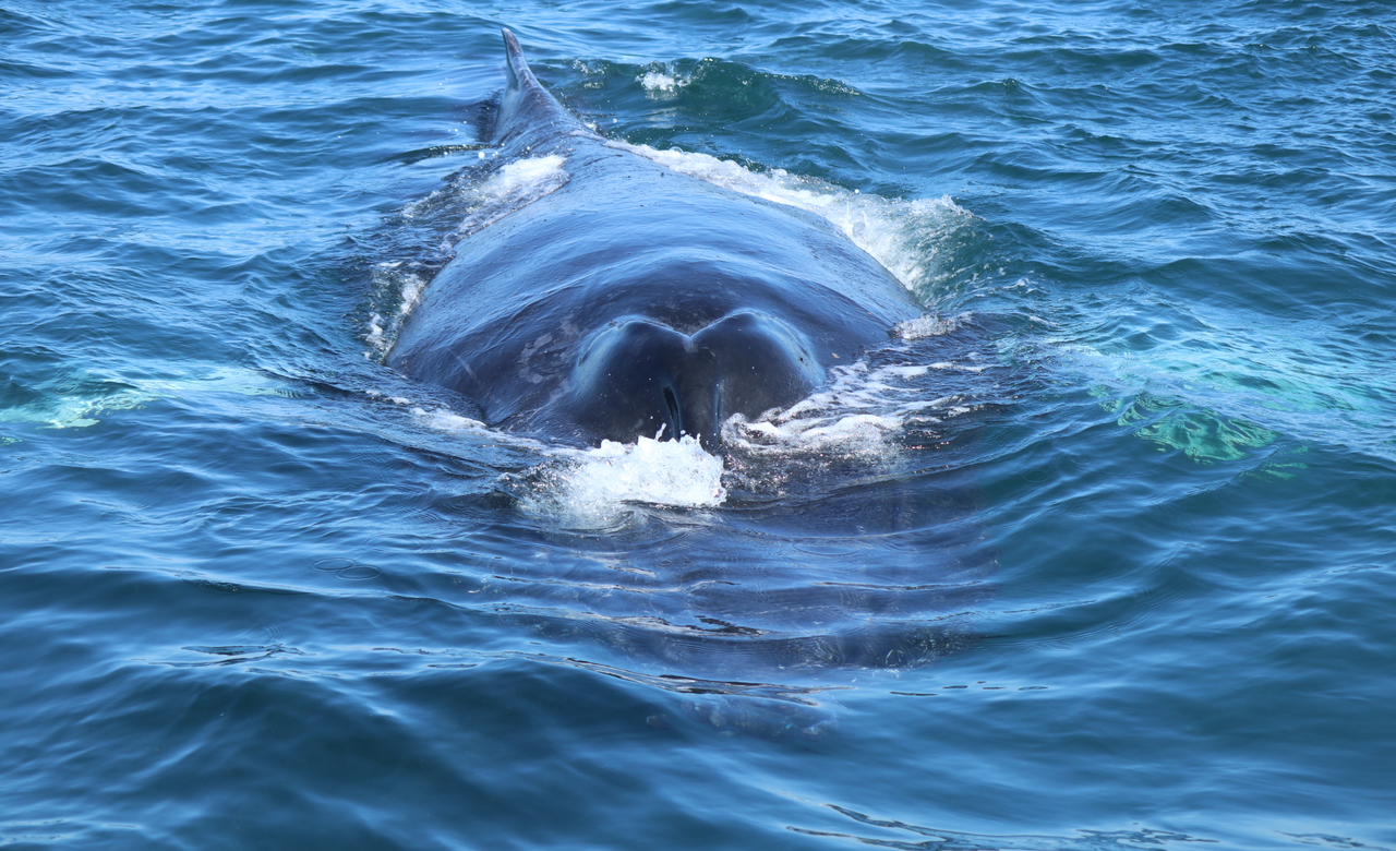 Humpbacks