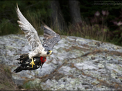 Peregrine Falcon