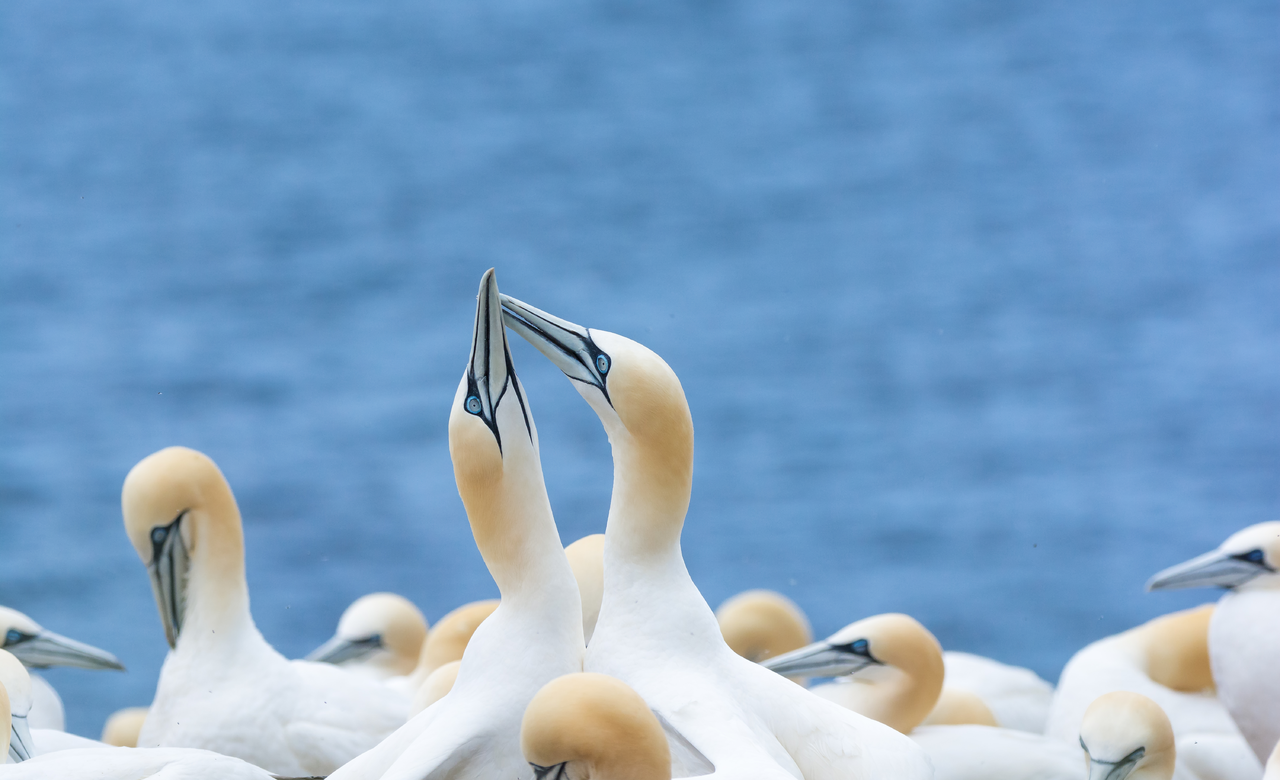 Mating Rituals